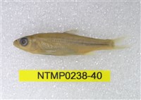 藏品(平頜鱲)的圖片